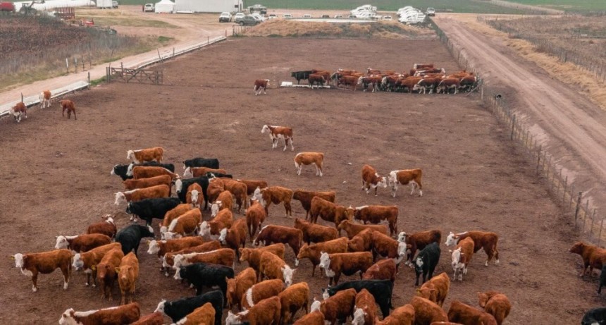 Fiel al sorgo, ganadero y ahora digitalizado: el productor que transformó su planteo “marginal”