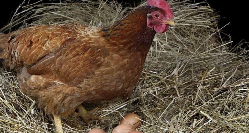 Desarrollo del INTA: un sistema modular para producir huevos de gallinas libres de jaula