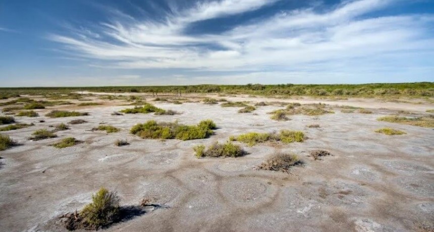 Suelos salinos: estiman 12 millones de hectáreas que podrían recuperarse con una buena nutrición