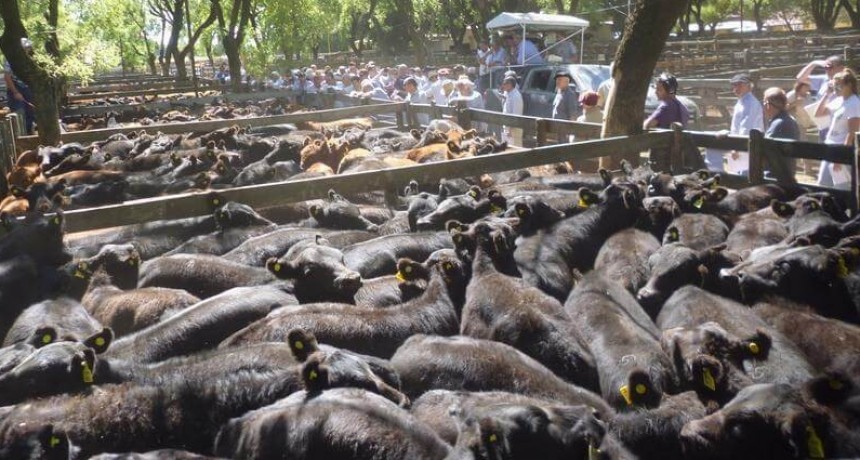 Carne: el Senasa lanzó un tablero de control para analizar los remates en ferias