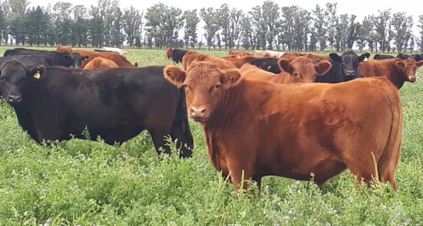 Mesa Redonda Global para la Carne Sostenible: la experiencia de cinco países para reducir emisiones