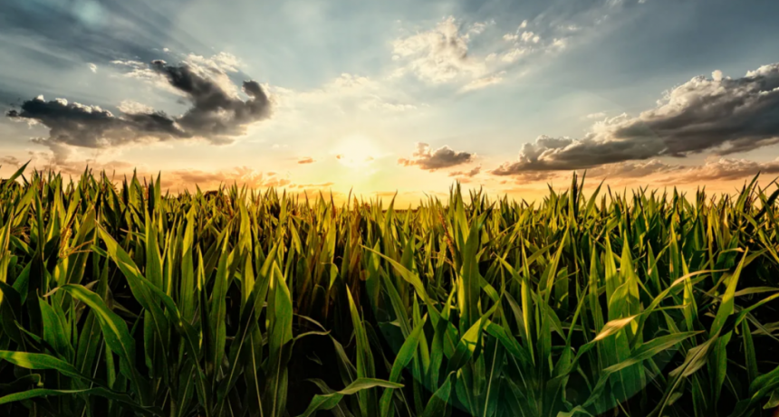 Los primeros cálculos para los granos gruesos 2022/2023 son poco alentadores