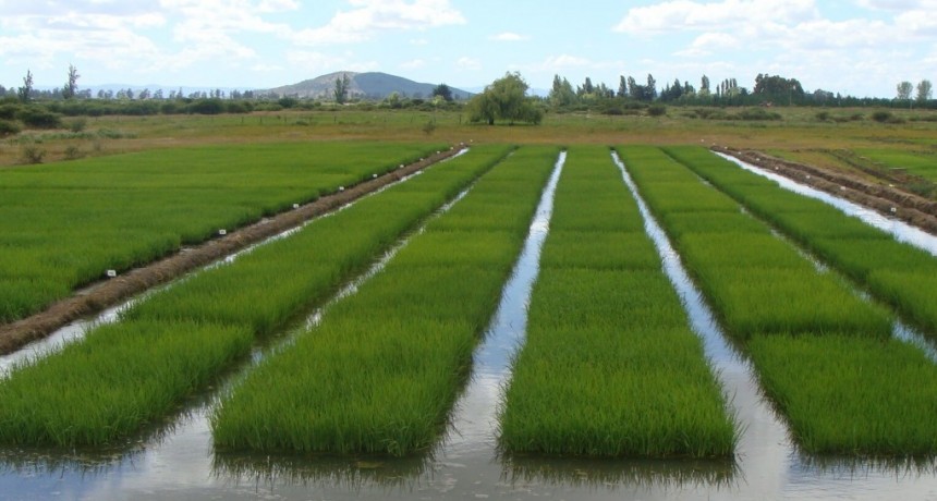 ¿Arroz al pie de las montañas?: por qué tiene potencial en las zonas andinas argentinas