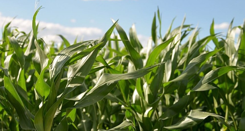 La sequía cambia las intenciones y estrategias para el maíz 2022/23