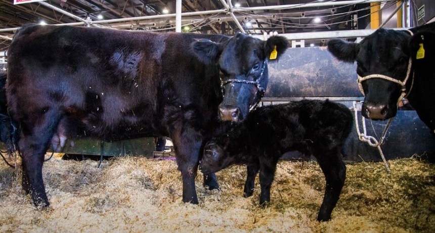 Un freno para la ganadería: el cepo a las importaciones también llegó al semen bovino