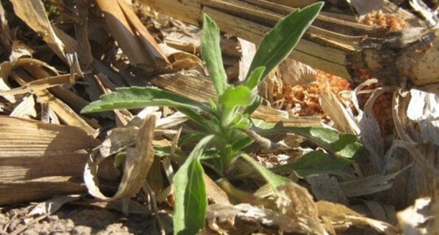Una lucha que arranca en invierno: las tres llaves para cerrarles la puerta a las malezas primaverales