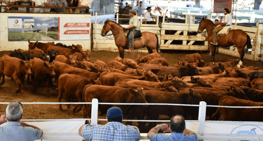 Efecto elecciones: la hacienda ya subió otro escalón y anticipan una “escalada de precios” en las carnicerías