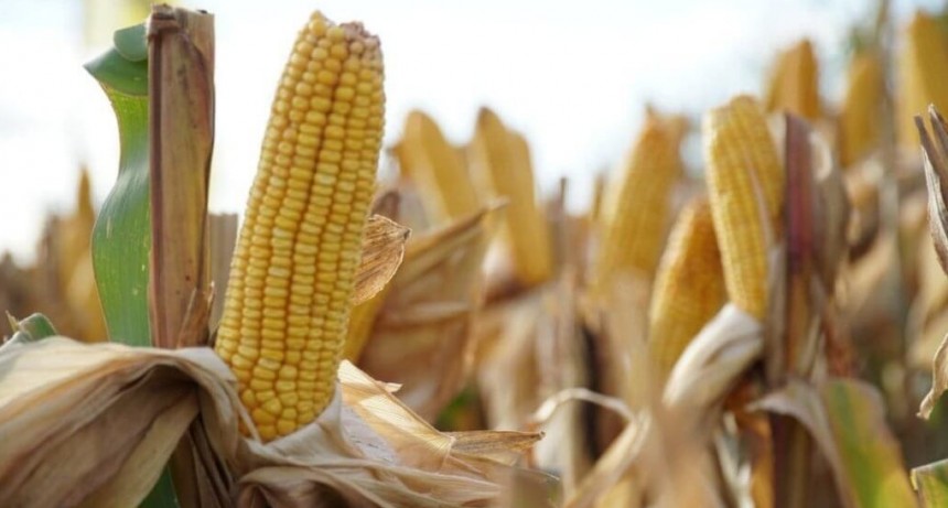 El maíz quiere la revancha con El Niño: ¿se puede volver a las siembras tempranas?