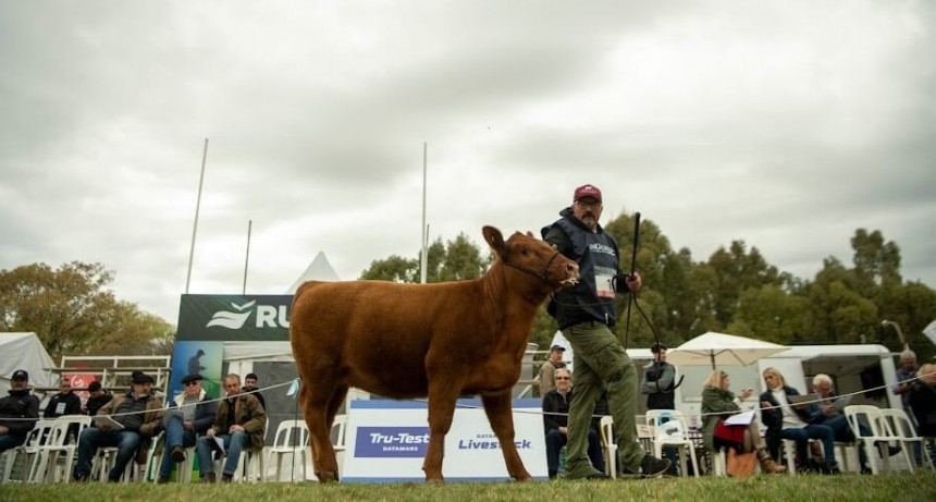 Novillos “5 estrellas”: llegan a Cañuelas los remates de Carne Angus Certificada