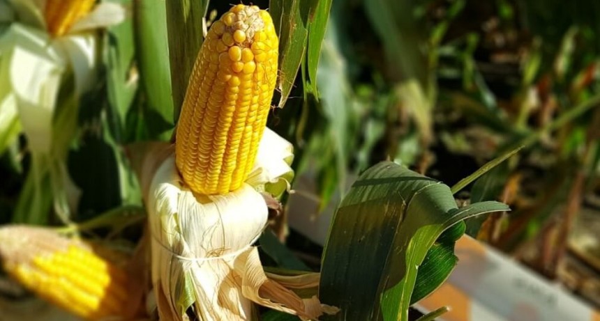 Mercado de semillas: GDM comenzó la integración del negocio de maíz de KWS