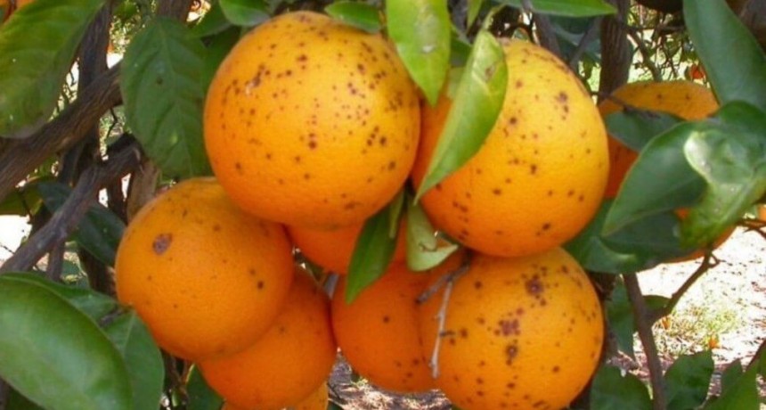 Mancha negra de los cítricos: desarrollan un sistema para detectarla de manera temprana y evitar daños graves
