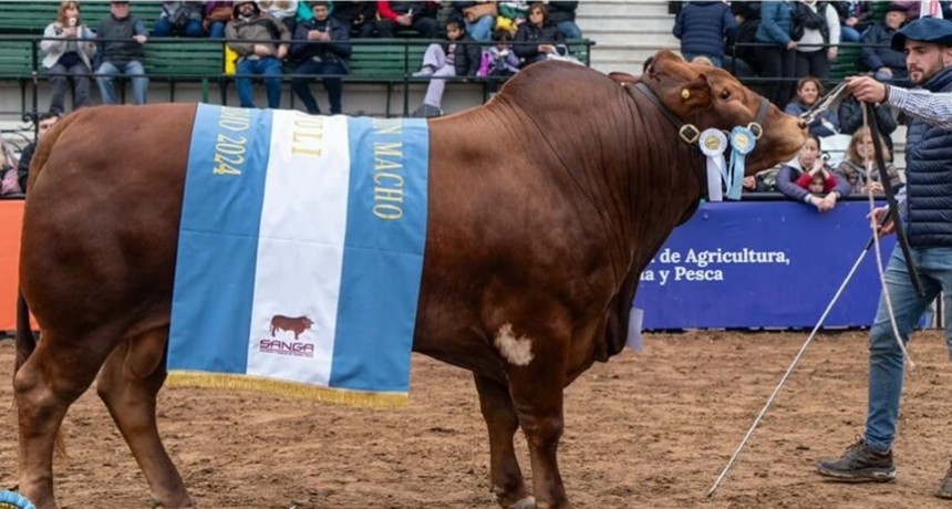 Con espíritu jesuita: la raza bovina que creó una Universidad Católica e hizo historia en Palermo