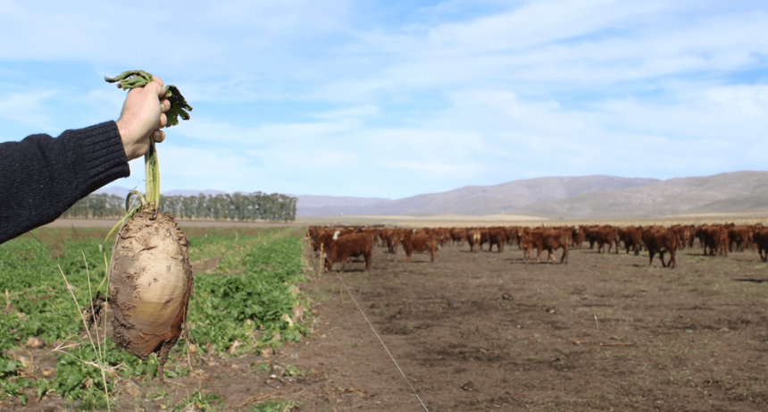 En la Estancia Lolén, no es malo ser un “careta”: los bovinos que comen remolacha y ganan 1 kilo por día