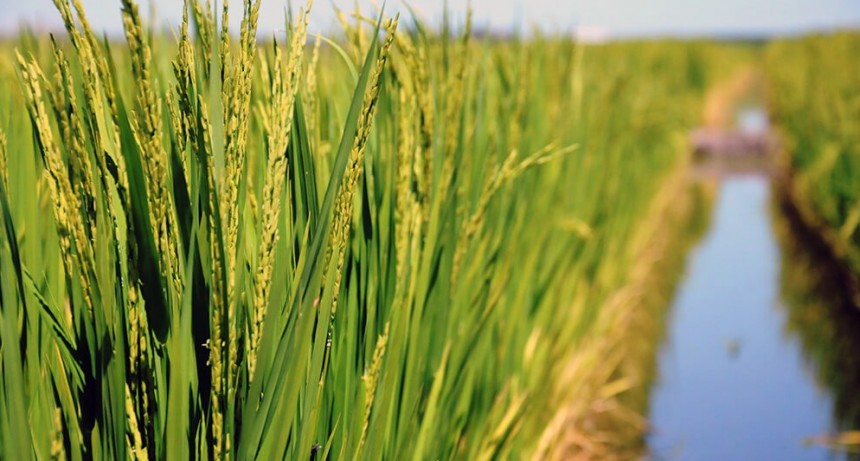 El arroz, un oasis verde en medio del desierto que viven la mayoría de las economías regionales