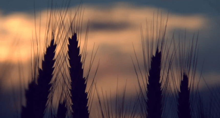El retorno del frío, con fuertes heladas, vuelve a poner en alerta al trigo