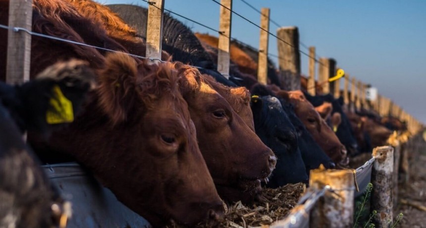 Los feedlots, entre un cambio de tendencia y una relaci&oacute;n de precios que vuelve a desmejorar