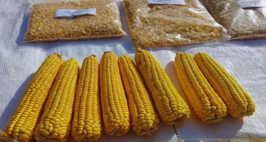 Crean una nueva variedad de maíz amarillo, ideal para elaborar harinas