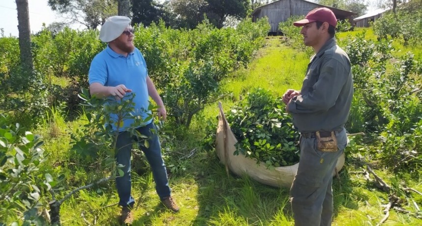 En Misiones, restauran la selva con el aporte productivo de la yerba mate