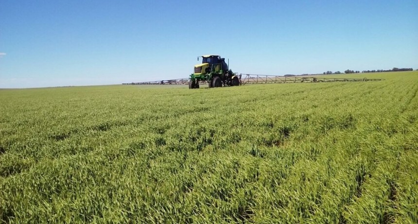 Fungicidas: claves para saber distinguir entre una falla de aplicaci&oacute;n y una resistencia
