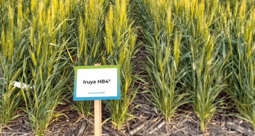 El Trigo HB4 logr&oacute; la aprobaci&oacute;n del USDA y se podr&aacute; sembrar tambi&eacute;n en Estados Unidos