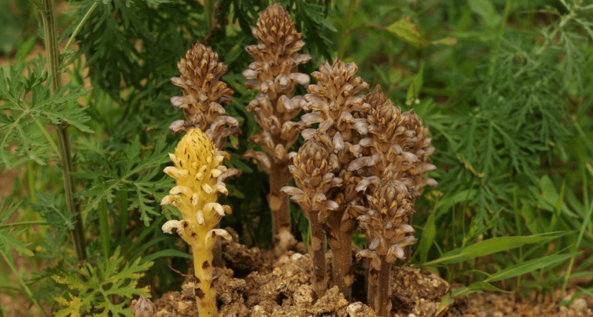 El girasol argentino teme por la aparición de una maleza parásita en Bolivia: la “Orobanche cumana”