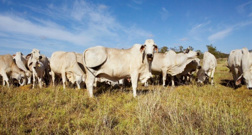 Los Brahman, con el “norte” en resurgir: en 6 años se duplicó la cantidad de cabañas de la raza