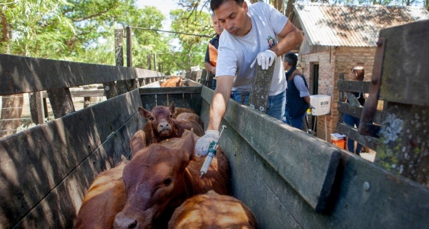 El debate sanitario de la fiebre aftosa: “Dejar de vacunar sería un acto de irresponsabilidad enorme”