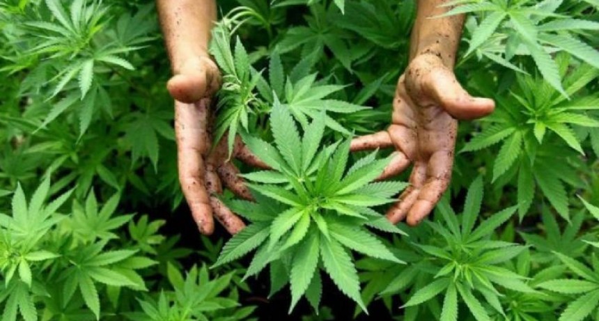 La Rioja será la provincia con mayor cultivo de cannabis del país