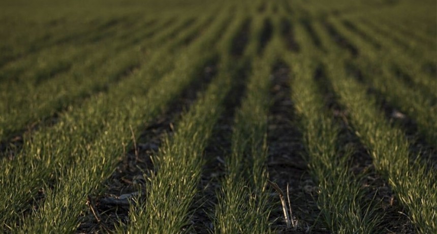 Trigo y cebada: lanzan una solución digital para el problema de las enfermedades