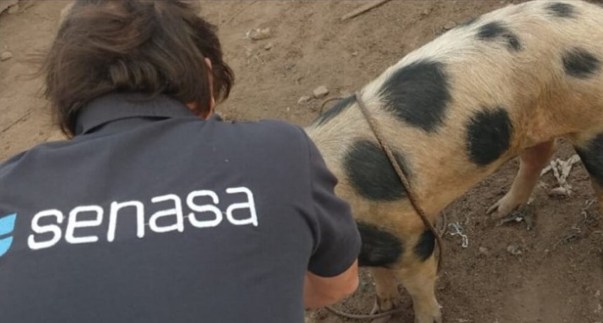 Detectan un caso de triquinosis al norte de la provincia de Buenos Aires