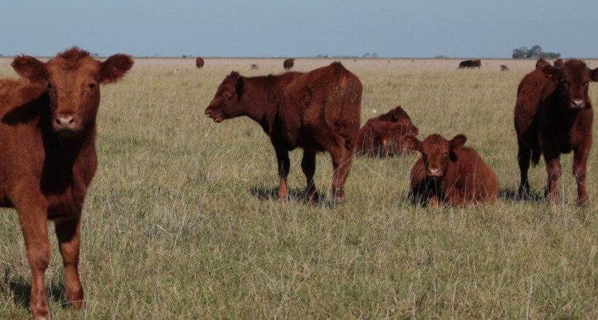 Senasa admite que los casos de “vaca loca” en Brasil no impactan en el estatus argentino