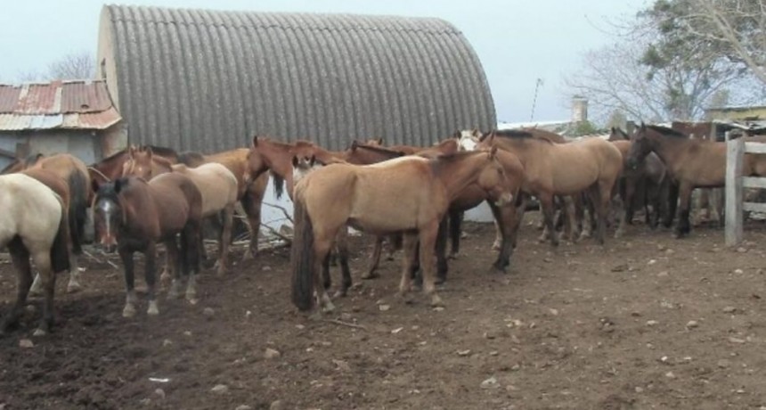 En Mendoza están vendiendo carne de caballo en comercios y podría haber multas
