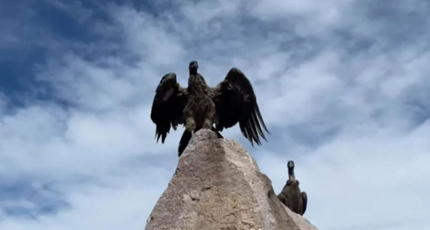 Liberaron con éxito a siete crías de cóndores, la suelta más grande realizada en Argentina