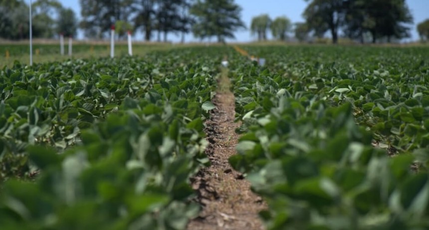 Bioestimular la semilla de soja ayuda a corregir fallas en la calidad de siembra