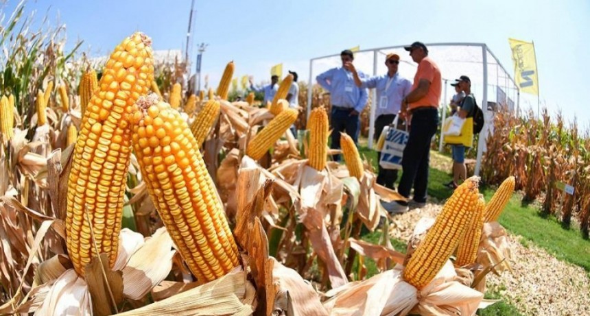 Pese a las lluvias, la falta de agua condiciona la evolución de los cultivos