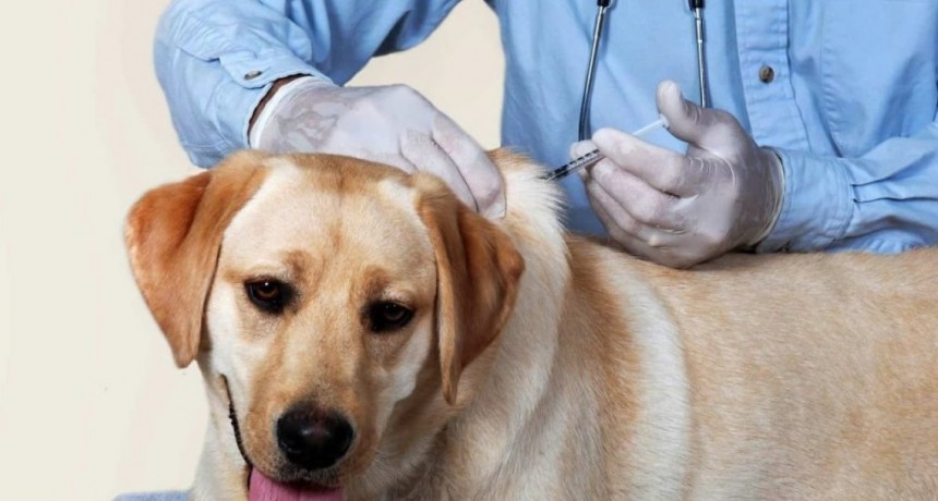 Veterinarios advirtieron sobre la baja vacunación de animales domésticos