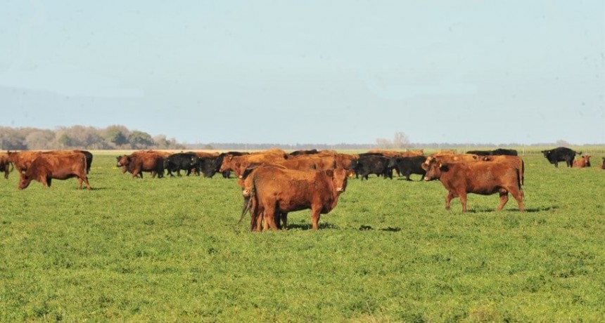 Producción bovina: con un control eficiente de la garrapata, se pueden ganar hasta 400 gramos diarios de peso