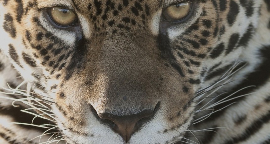 En un septiembre cargado de festivales, Puerto Madryn ofrece uno ambiental y sustentable