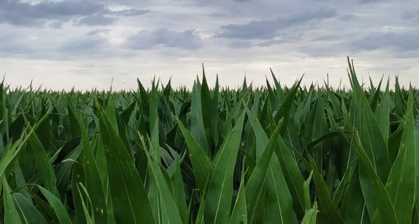 La falta de agua modifica los planteos: el maíz tardío se multiplicará por seis en la región centro