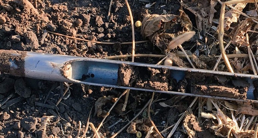 El “viaje que no vemos” que hace un nutriente: dónde inicia y dónde termina