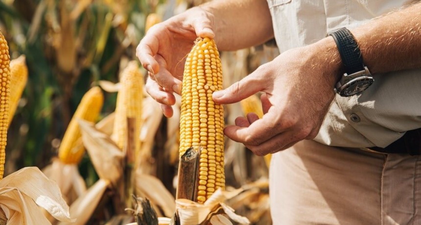 El “desafío maíz”: desde sembrarlo hasta definir en los mercados