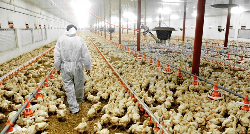 Pollo: con más consumo, mejores precios y un maíz estable, mejoran los números del negocio