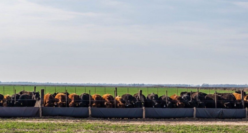 La suba de tasas pega de lleno en los feedlots: ya pierden hasta $ 20.800 por cabeza engordada