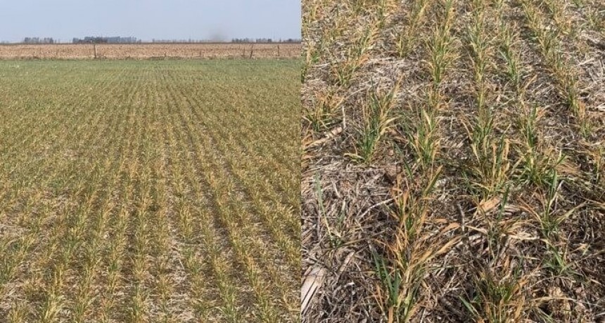 “Lotes verdes pasaron a color té con leche”: el panorama para el trigo, cada vez más grave