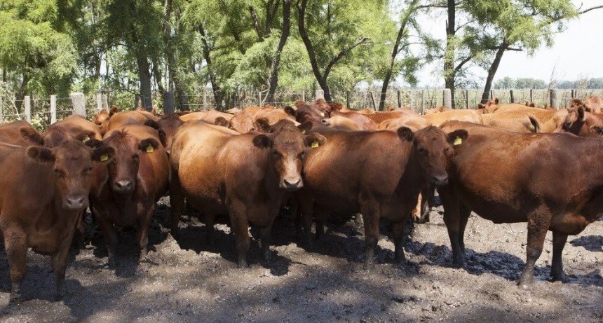 El negocio ganadero, con nubarrones tanto en el mercado interno como en la exportación