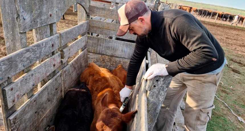 La primera campaña de vacunación contra la fiebre aftosa trajo una buena noticia: creció el stock