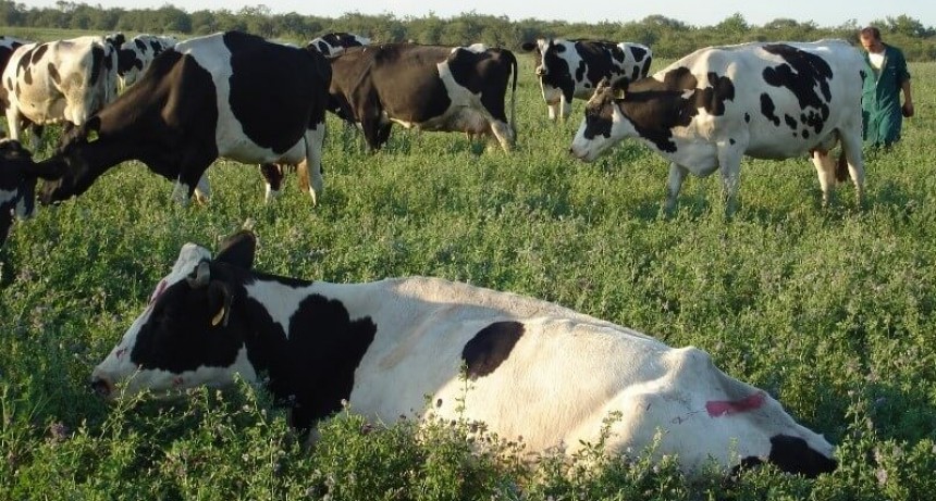 Desde Argentina, se presentó la primera vacuna a nivel mundial para erradicar la leucosis en bovinos