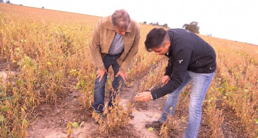 Soja: las claves que aplicaron en Pergamino para recuperar rindes en lotes “overos”, con exceso de sal
