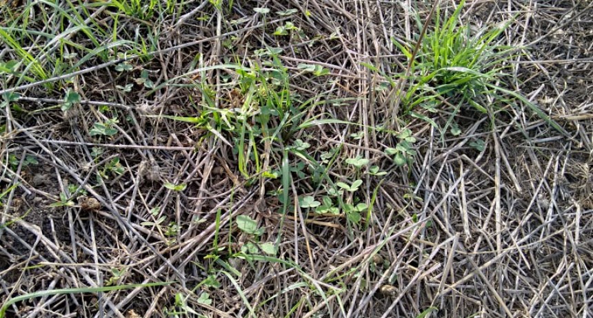 Pasturas: cómo transformar al raigrás en un aliado de las leguminosas