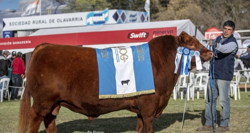 Genética de elite: el modelo de Inambú, la cabaña de Balcarce que coronó al Rey Angus de la Primavera